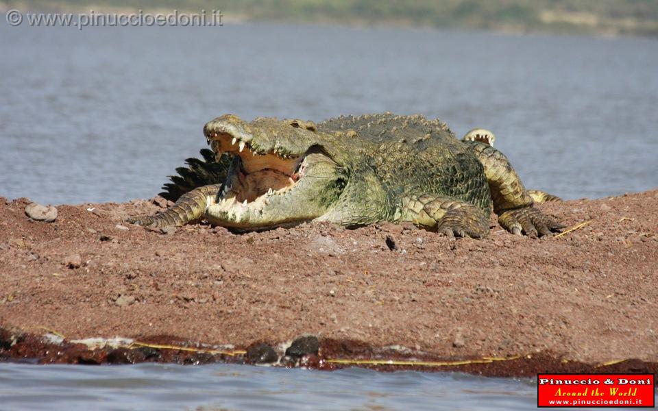 Ethiopia - Lago Chamo - Coccodrilli - 08.jpg